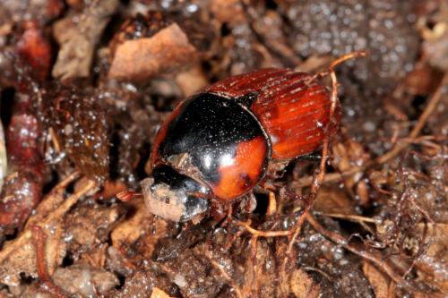 Réf. 237 871 : Coprimorphus scrutator